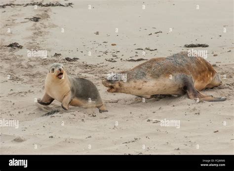 Australian sea lions Neophoca cinerea. Seal Bay Conservation Park ...