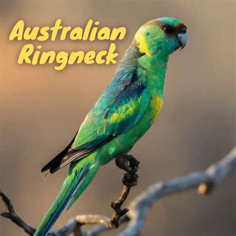 Australian Ringneck - Habitat Subspecies Breeding Diet Distribution