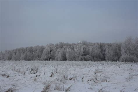 Winter in Siberia Nature Forest in the Snow Trees Stock Image - Image ...