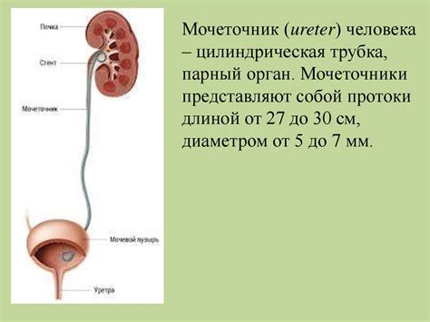 Мочевыделительная система - презентация онлайн