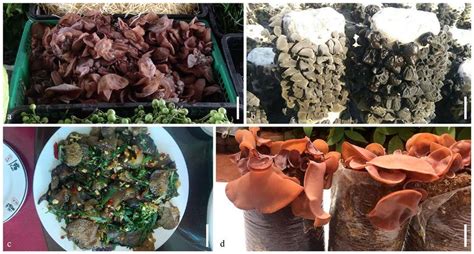 Edible Species Of Auricularia In Asia A Auricularia Cornea