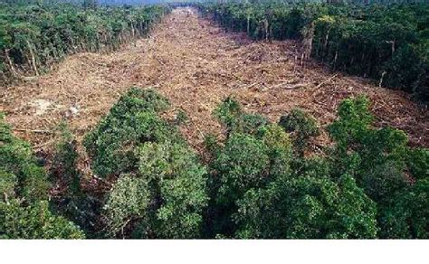 Brasil Destruiu Um Ter O Das Florestas Virgens No Mundo Em