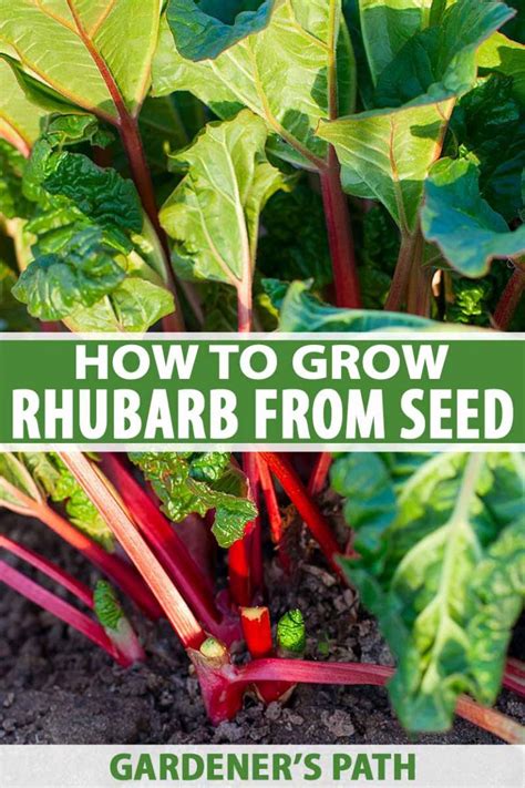 How To Grow Rhubarb From Seed Gardeners Path