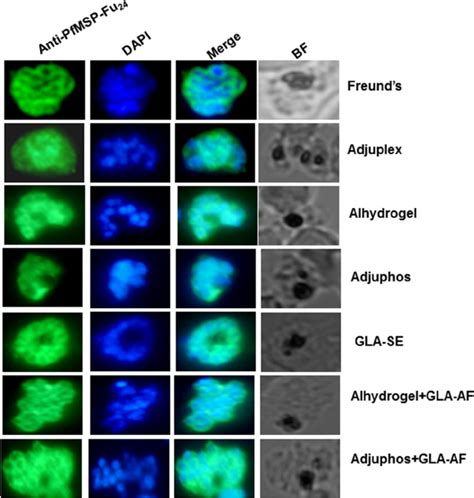 Detection Of Native Parasite Proteins Using Indirect Immunofluorescence