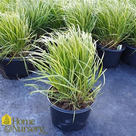 Calamagrostis X Acutiflora Eldorado Feather Reed Grass From Home Nursery