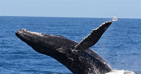 Whale Watching Vip Captains Lounge Adrenaline