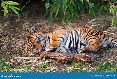 cute sumatran tiger cub playing stock photo image  indonesian