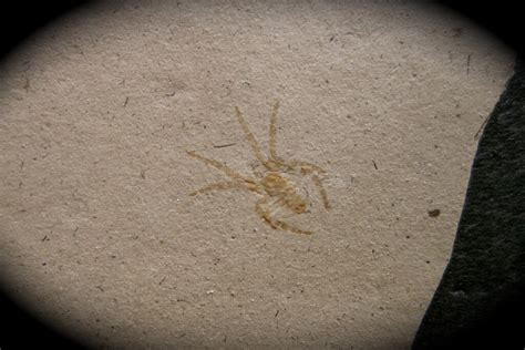 Spider Fossil