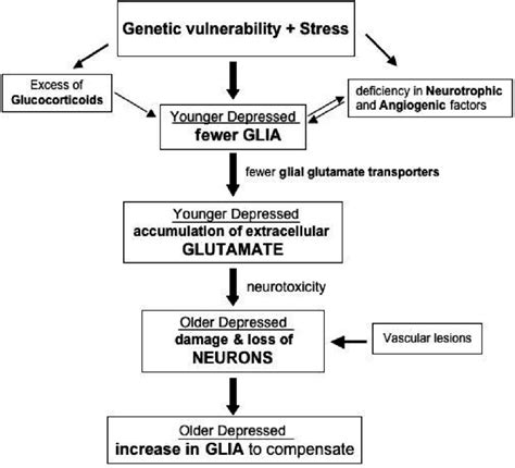 Hypothetical Scheme Of The Progression Of Cell Pathology In Depression