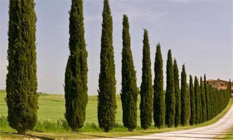 Columnar Trees You Must Grow Epic Gardening