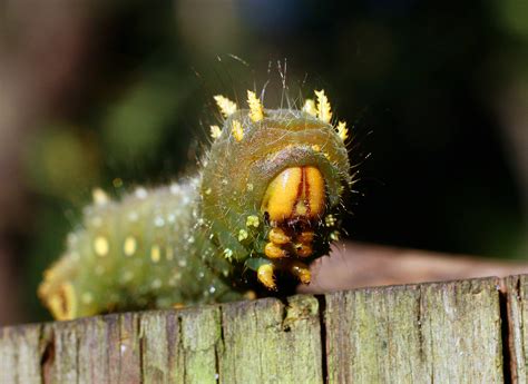 Heimlich from "A Bug's Life," aka: the caterpillar of the imperial moth ...