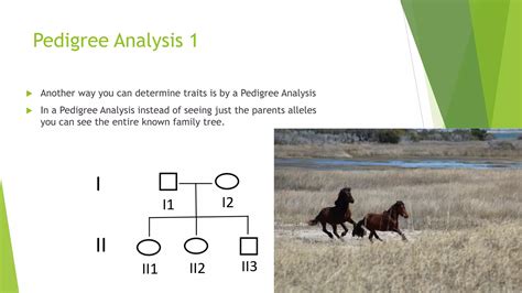 Genetics Pedigree Analysis Powerpoint Pdf