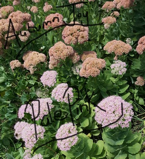 Sedum ‘pale Pink Kahikatea Farm Certified Organic Nursery And