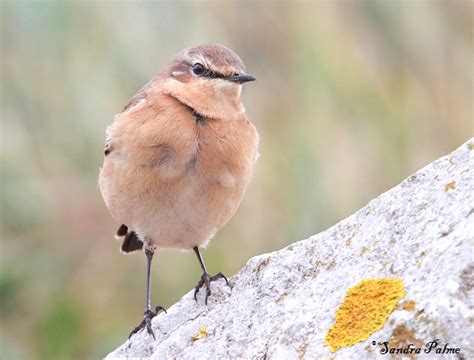 Northern Wheatear - bird photos by Sandra Palme