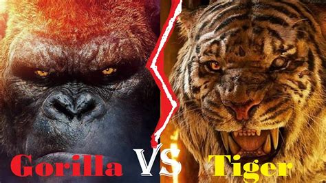 Gorilla Vs Tiger Fight