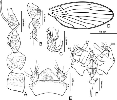A F Trichomyia Longiseta Sp Nov A Scape Pedicel And Basal