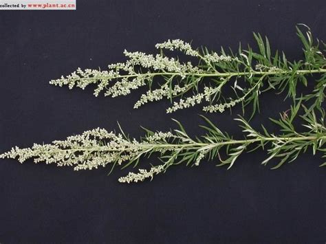 野艾蒿artemisia Lavandulaefolia Dc植物图片库植物通