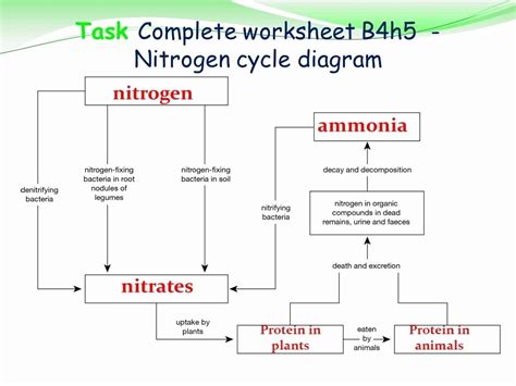 Nitrogen Cycle Worksheet Answer Key Nitrogen Cycle Diagram Worksheet