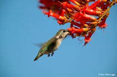 Anna's Hummingbird feeds from the blooms of an Ocotillo Cactus. Mojave Desert, California ...