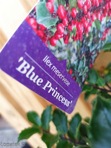 Ostrokrzew Meservy Blue Princess Ilex Meserveae