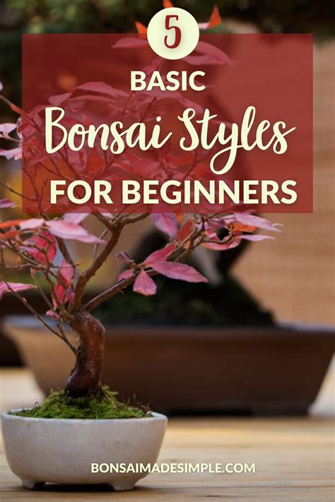 Bonsai Styles For Beginners 5 Basic Styles For Your First Trees Artofit