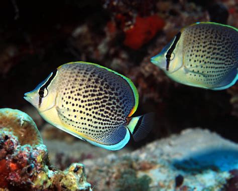 Poisson papillon moucheté Chaetodon guttatissimus Poissons marins