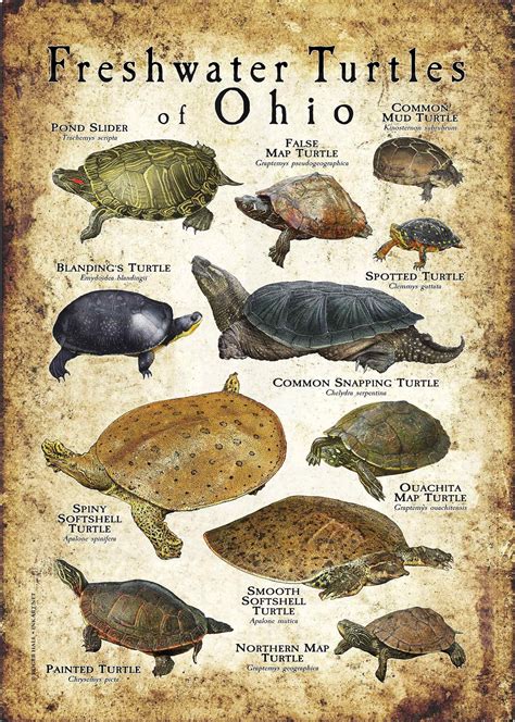 Freshwater Turtles Of Ohio Poster Print Field Guide Artofit