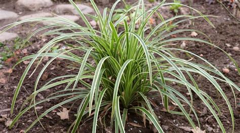 11 Best Ornamental Grasses for Shade