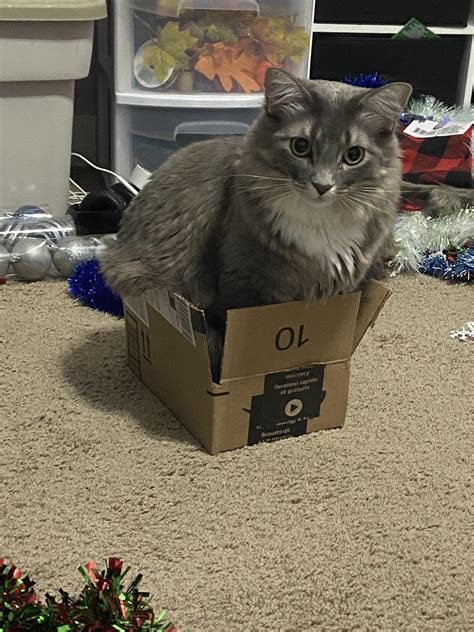 If I Fits I Sits 🐱 R Aww