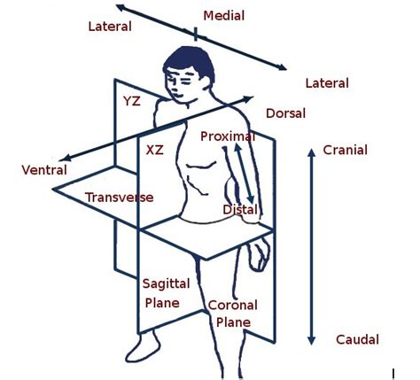 Anatomical Planes And Directions Of The Body