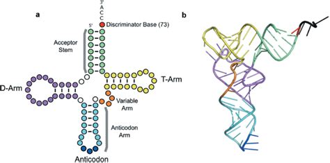 Trna Structure A Trnas Are Represented As Cloverleaf Structures In