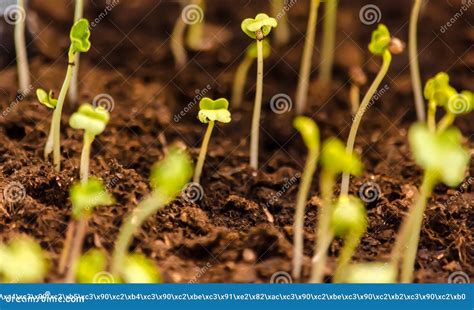 Planta De Cultivo Proceso De Crecimiento Del Brote En El Suelo Foto De