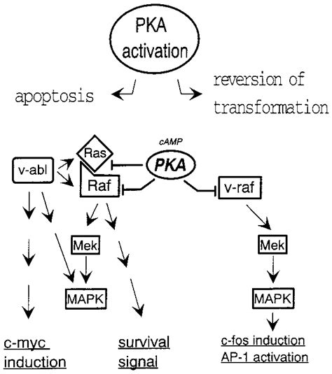 Model for the differential effects of Raf inhibition in v-raf-and ...