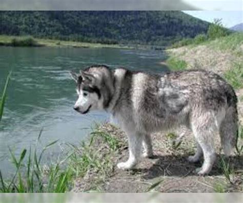 Siberian Husky Breed Information And Pictures On