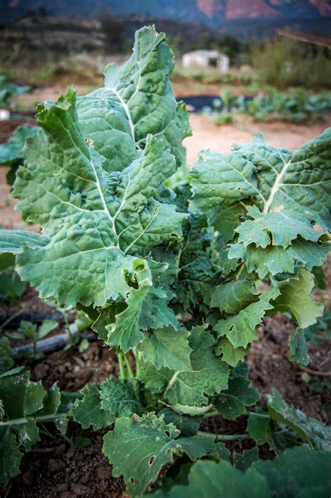 True Siberian Kale Seeds The Plant Good Seed Company