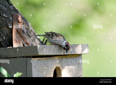 eurasian tree sparrow passer momtanus investigating nesting box