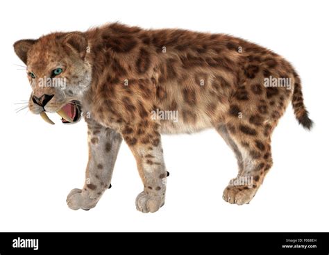 3d Digital Render Of A Smilodon Or A Saber Toothed Cat Isolated On