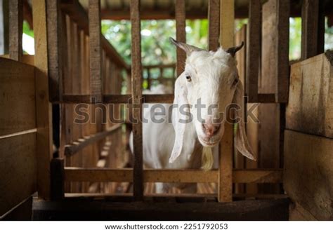 Etawa Crossbreed Goat Kambing Peranakan Etawa Stock Photo 2251792053 | Shutterstock