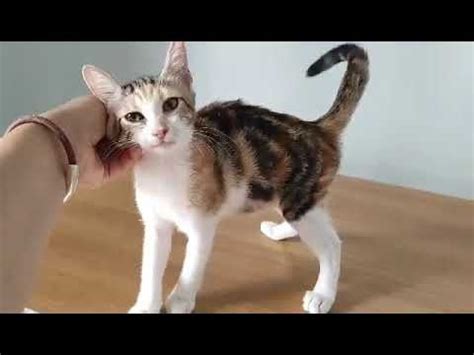 calico cat adoption nyc - Eleonora Langlois