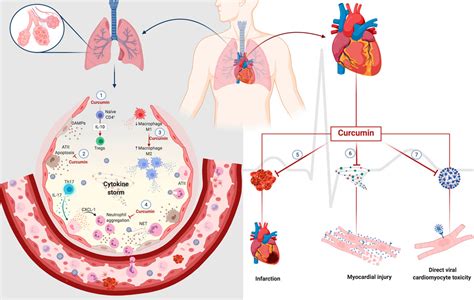 Frontiers Curcumin As A Potential Treatment For Covid 19