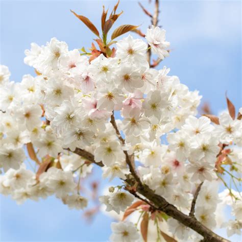 Prunus Fragrant Cloud Flowering Cherry Ornamental Trees Frank P