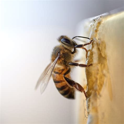 Bee and Insect Sting Allergies — Allergy & Asthma Relief Experts