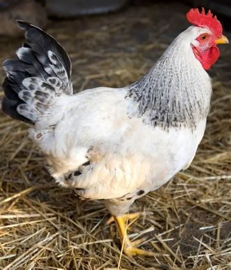 11 Best Large Egg Laying Chicken Breeds List With Pictures