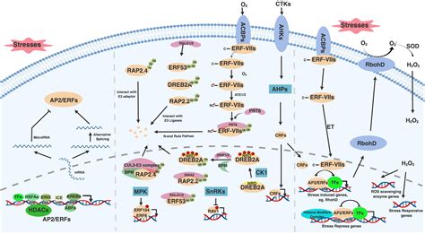 Frontiers Ap Erf Transcription Factor Regulatory Networks In Hormone