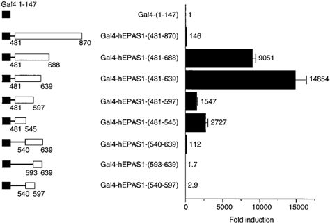 Fine Map Of The Epas1 Transactivation Domain Obtained With Gal4 Hepas1 Download Scientific