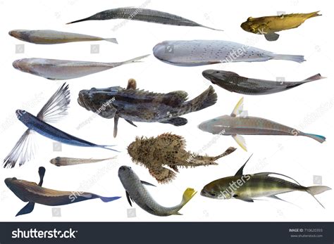 28,855 Ocean Fish Top View Images, Stock Photos & Vectors | Shutterstock