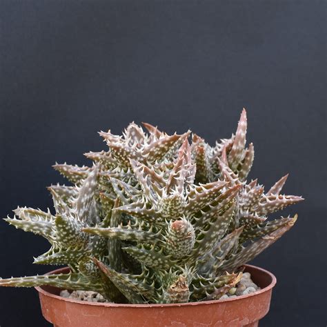 Aloe Squarrosa Eden Plantae