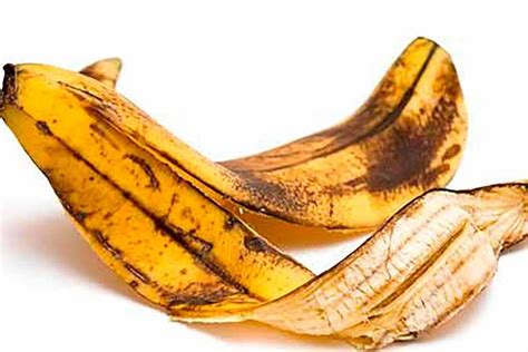 10 Maneiras De Usar Cascas De Banana Na Horta E No Jardim GreenMe