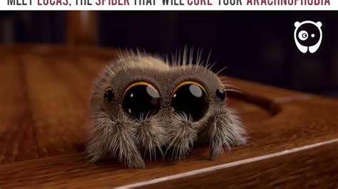 Meet The Spider Lukas That Will Change Your Fear Of Arachnophobia