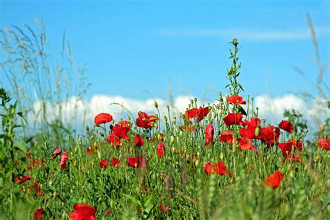 Image Libre Champ Fleur Nature Flore Herbe Coquelicot Rurale T